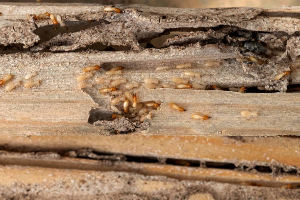 Best Exterminator Services  in Chuluota, FL